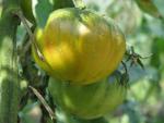 Tomate Aunt Ruby's German Green