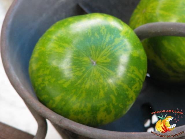 Tomate Green Zebra