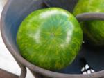 Tomate Green Zebra