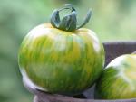 Tomate Green Zebra