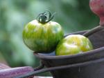 Tomate Green Zebra