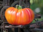 Tomate Striped German