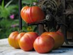 Tomate Striped German