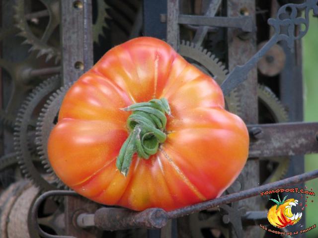 Tomate Striped German
