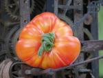Tomate Striped German