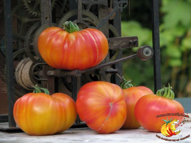 Tomate Striped German