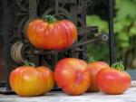 Tomate Striped German
