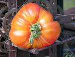 Tomate Striped German