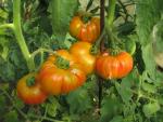 Tomate Striped German