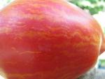 Tomate Striped Roman