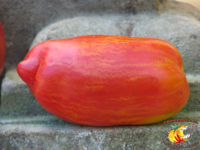 Tomate Striped Roman