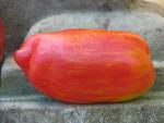 Tomate Striped Roman