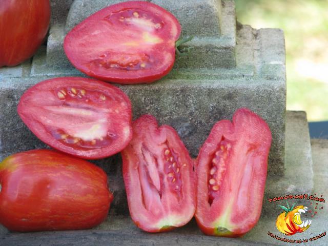 Tomate Striped Roman