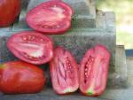 Tomate Striped Roman