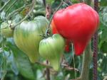 Tomate Téton de Vénus