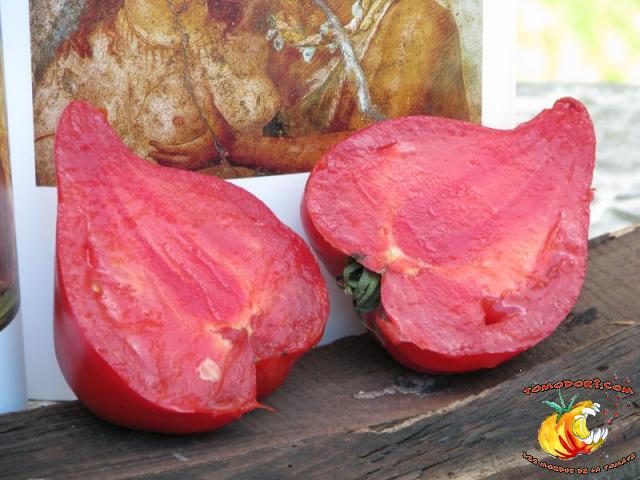 Tomate Téton de Vénus