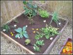 Le potager en carré de Tomateboy de notre forum 