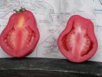 Tomate New Zealand Pear