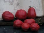 Tomate New Zealand Pear