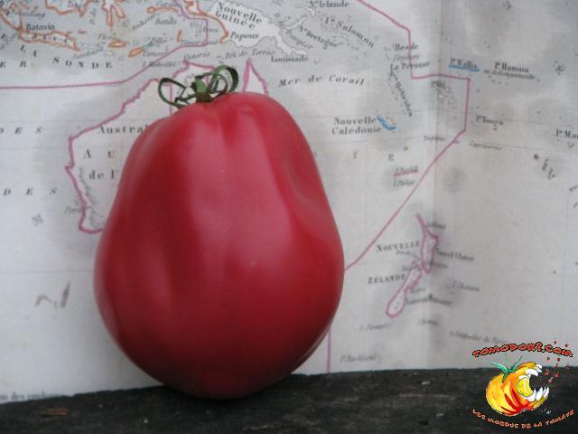 Tomate New Zealand Pear