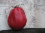 Tomate New Zealand Pear