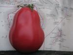 Tomate New Zealand Pear