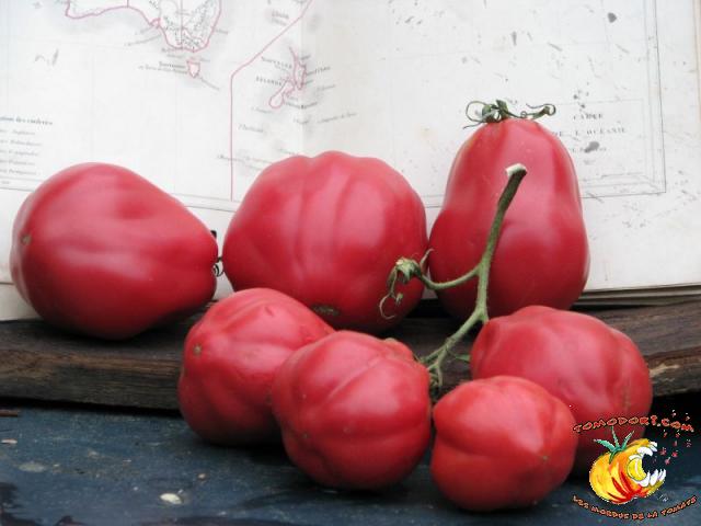 Tomate New Zealand Pear