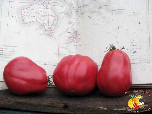 Tomate New Zealand Pear