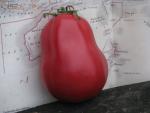 Tomate New Zealand Pear