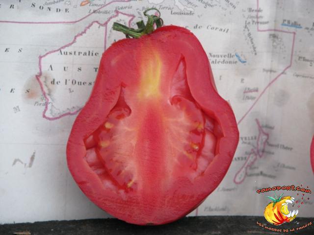 Tomate New Zealand Pear