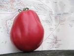 Tomate New Zealand Pear