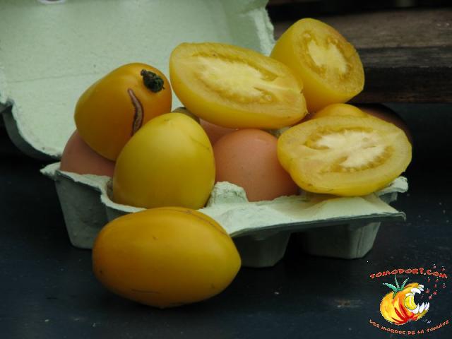 Tomate Ivory Egg