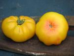 Tomate Ponderosa Golden 