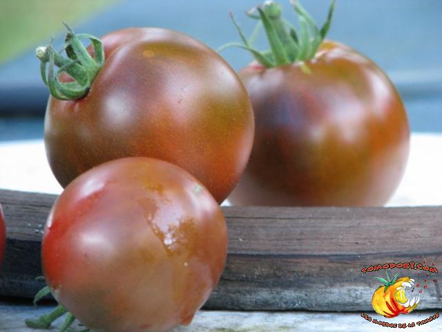 Tomate Noire de Crimée