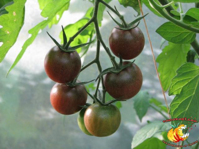 Tomate Black Cherry