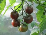 Tomate Black Cherry