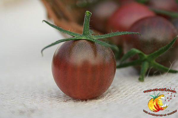 Tomate Black Cherry