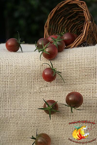 Tomate Black Cherry