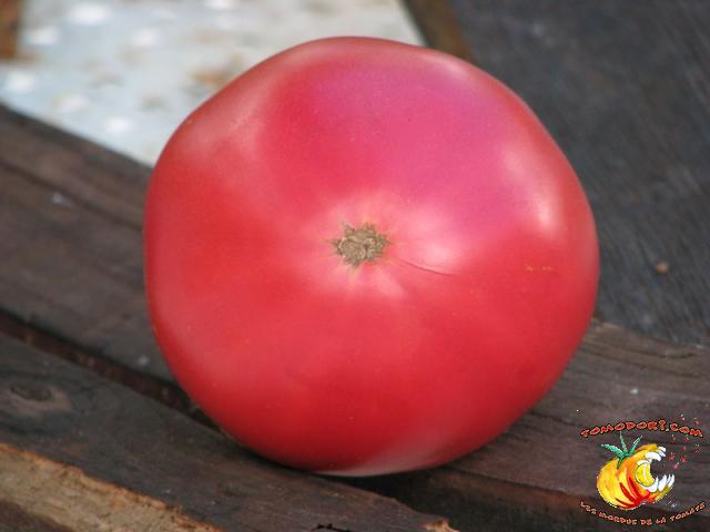 Tomate Aunt ginny's Purple