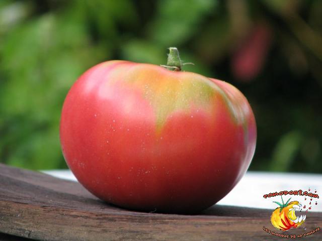 Tomate Aunt ginny's Purple