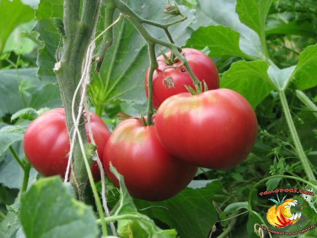 Tomate Aunt ginny's Purple