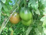 Tomate Australian Oxheart