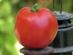 Tomate Australian Oxheart