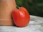 Tomate Australian Oxheart