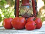 Tomate Australian Oxheart
