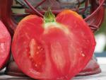 Tomate Australian Oxheart