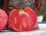 Tomate Australian Oxheart