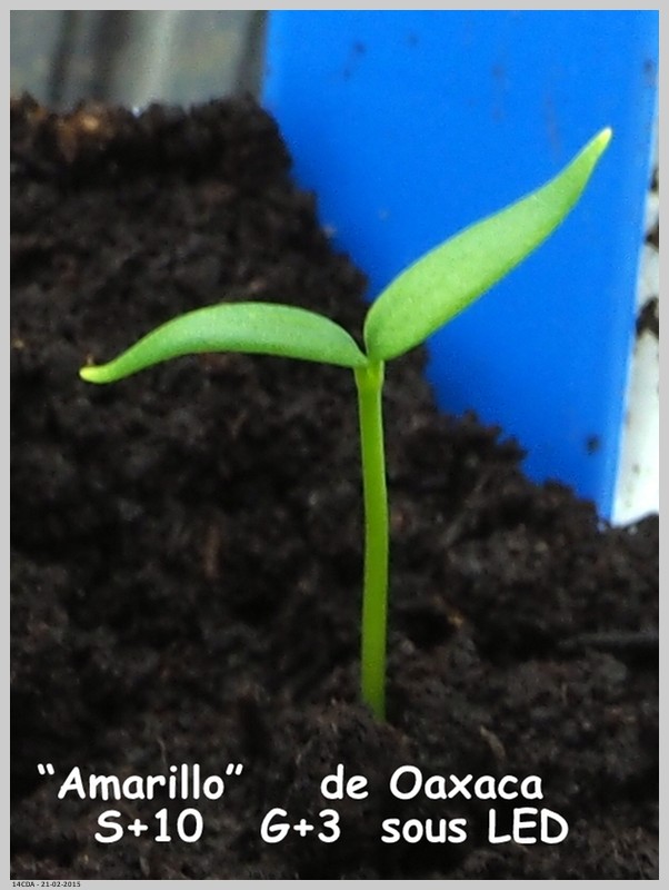 Aji Amarillo : Semis "classique" en germinateur