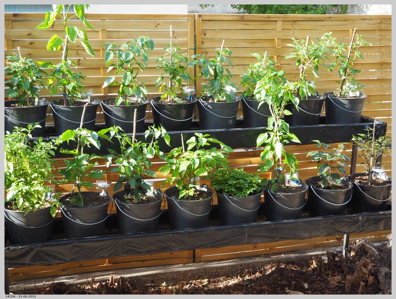 Piments, environ 3 semaines après la mise en pots