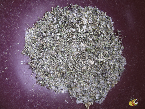 Fleurs avec graines